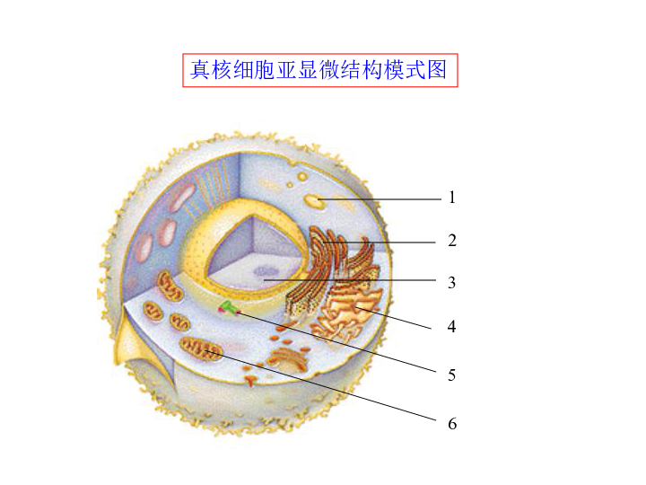 人教版(新課程標準) 必修1《分子與細胞》 第三章 細胞的基本結構 第