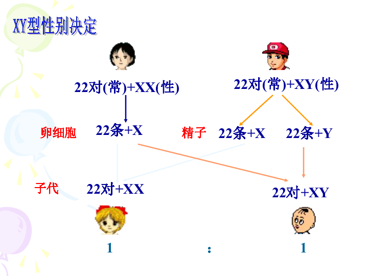 高中生物必修二2.3 伴性遗传(共52张PPT)