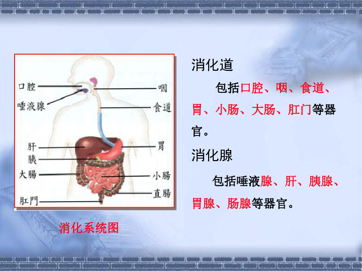 第二节  人体的消化系统课件（20张PPT）