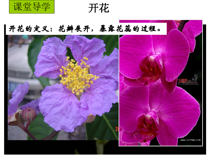 苏教版生物八年级下册21.2植物的有性生殖 课件(共20张PPT)