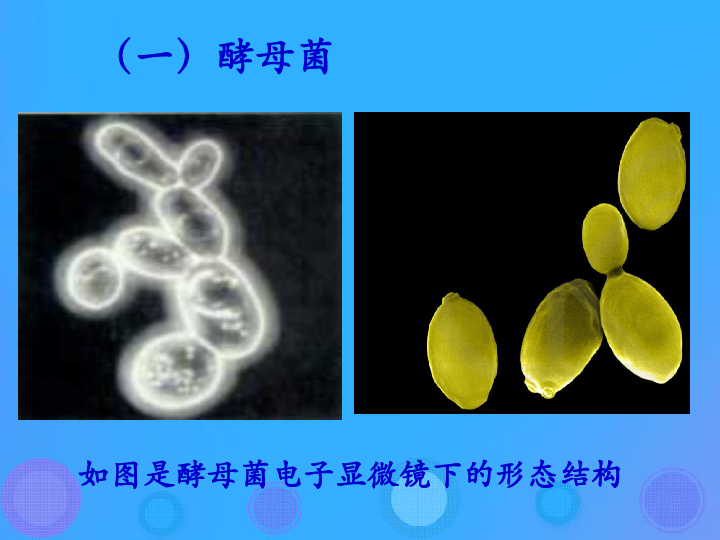 香菇的形态结构图图片