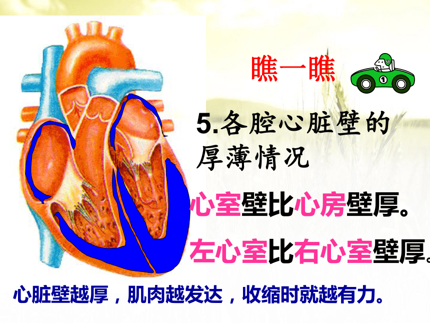 人教版七年级生物下册第四单元第四章第三节输送血液的泵-心脏 课件（共35张PPT）