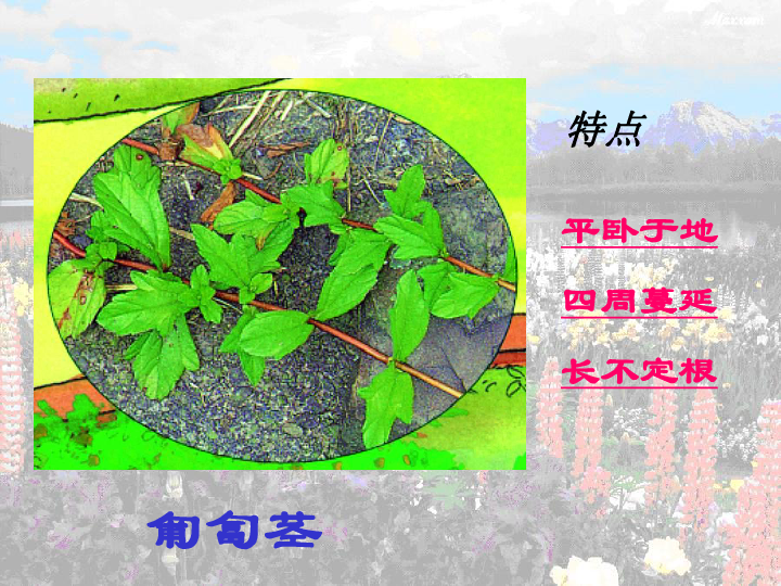 4.4 植物的茎与物质运输（课件 45张ppt）