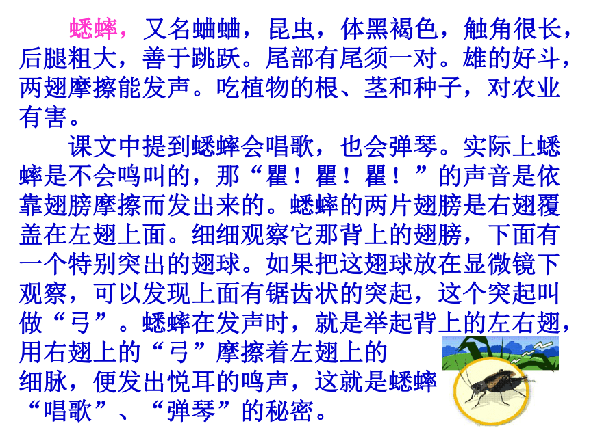 《蟋蟀的住宅》课件 (共50张PPT)