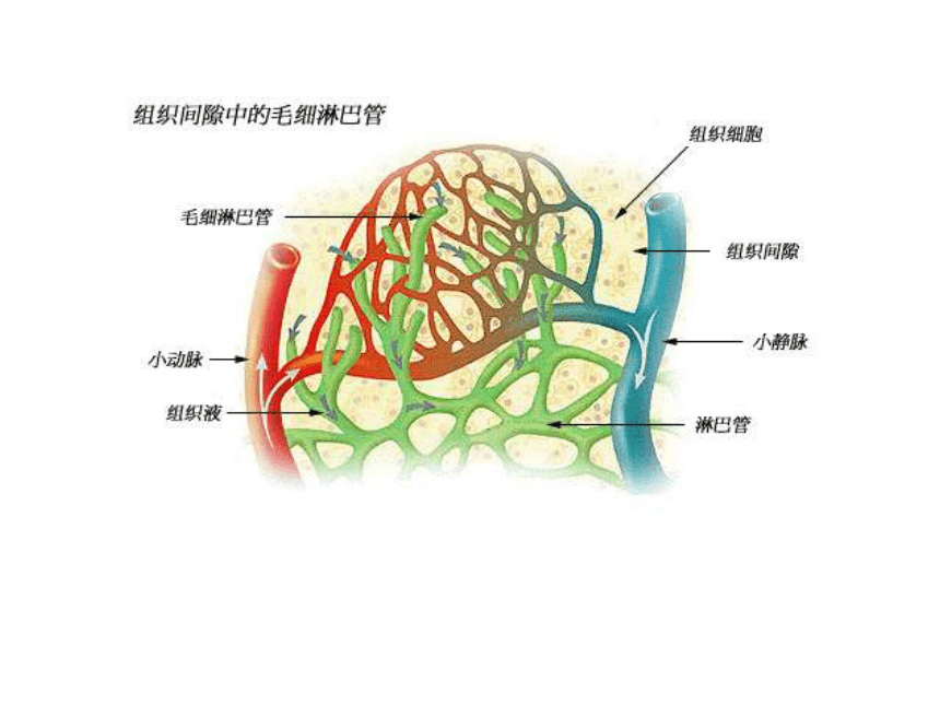 毛细管简图图片