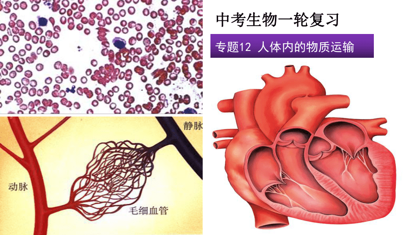 2022年中考生物复习课件