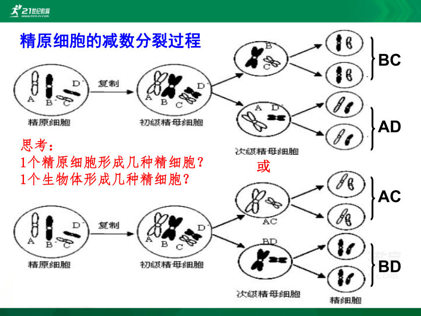 2.1.3受精作用（第三课时）（共17张PPT)(人教版）