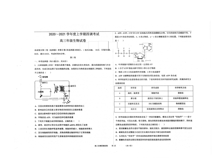 河北省衡水中学2021届高三上学期新高考四调考试（1月）生物试题 扫描版含答案