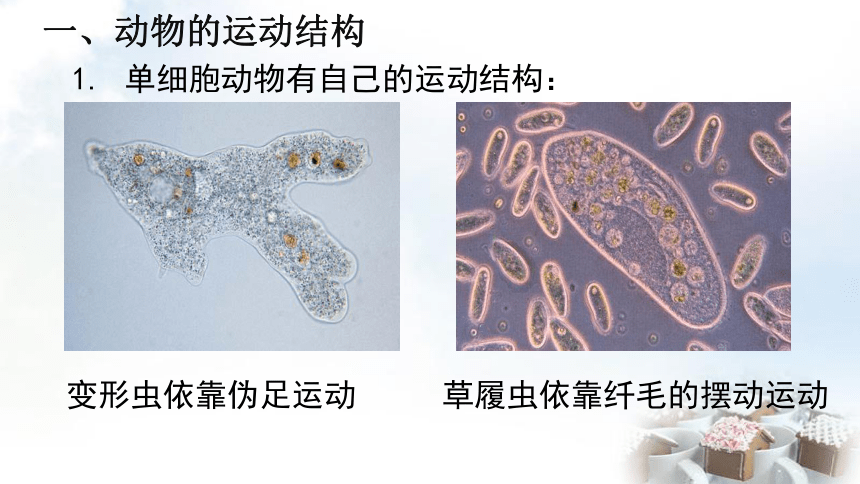 20212022學年蘇教版八年級生物上冊172動物的運動依賴