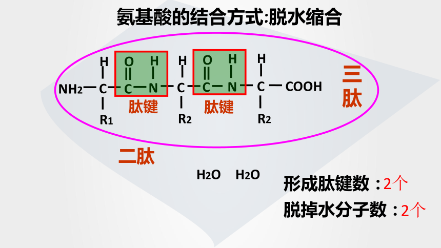 運輸作用——唾液澱粉酶4,下列關於蛋白質功能的