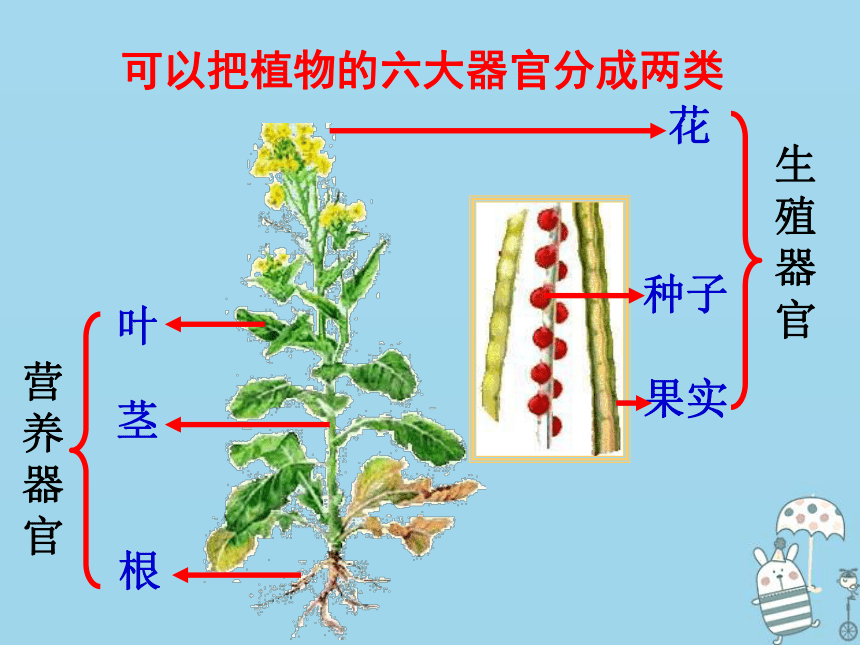 2.2.3植物体的结构层次 课件（30张PPT）