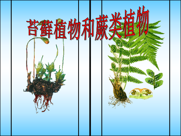 冀教版七上生物34苔藓植物与蕨类植物课件42张ppt
