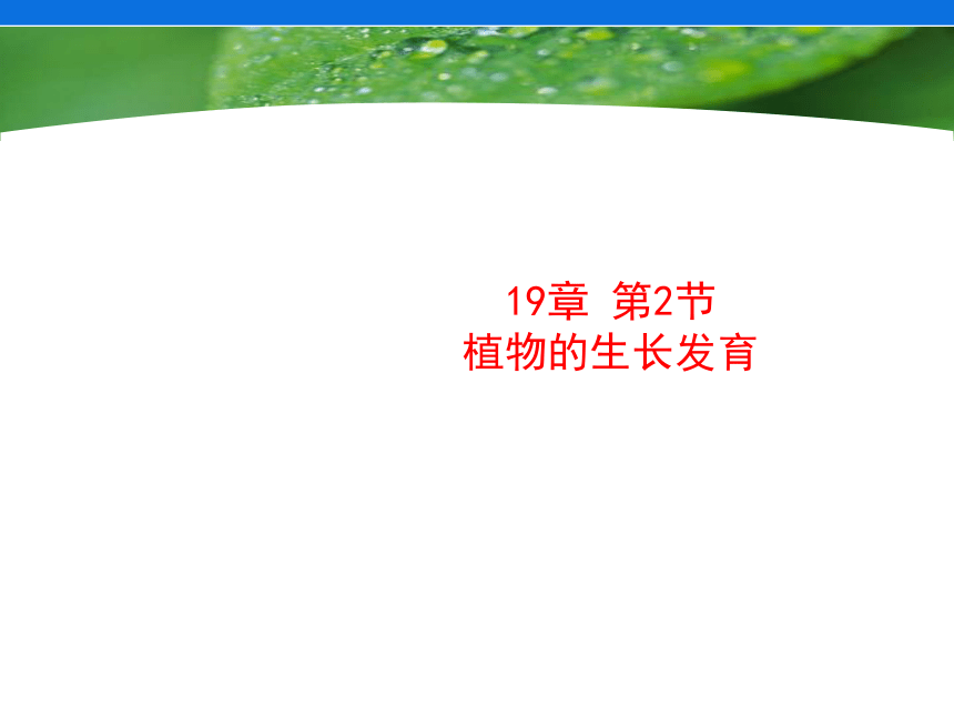 苏科版八年级上册生物 19.2植物的生长发育 课件（18张PPT）