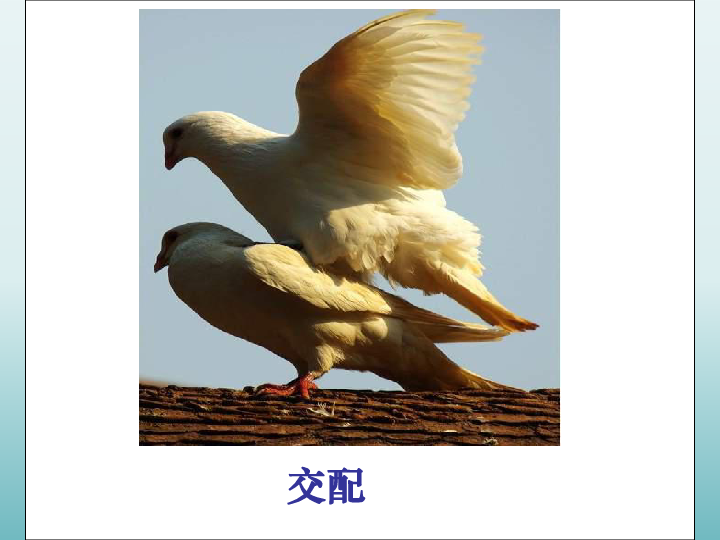 四年级下册科学课件- 2.5 鸟的繁殖-北京课改版(共19张PPT)