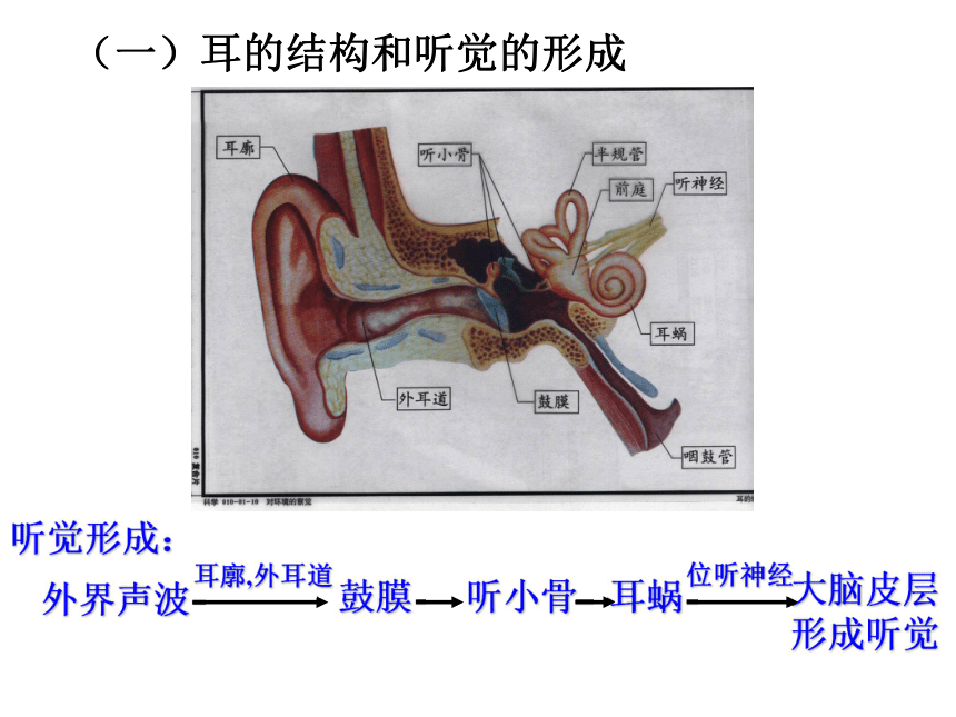 科学第二册第一章复习[下学期]