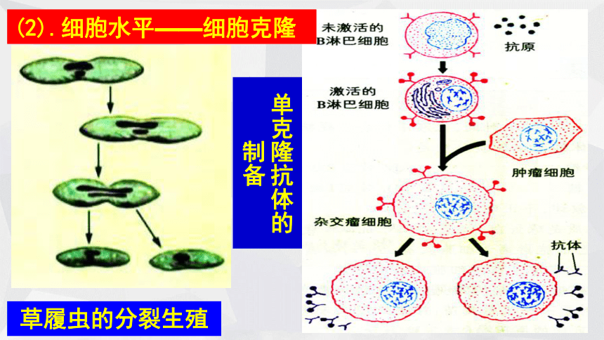 选修三 第二章 第一节 什么是克隆 课件(15张)