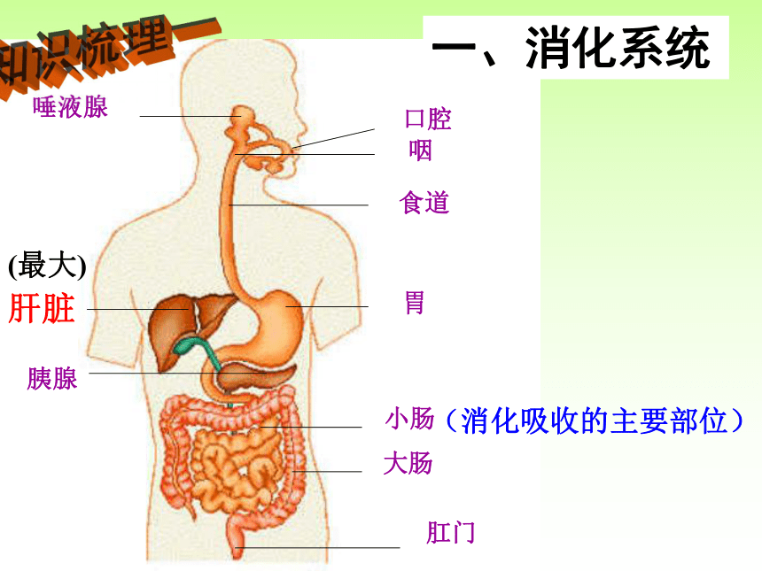 中考生物专题四生物圈中的人 新陈代谢（22张PPT）