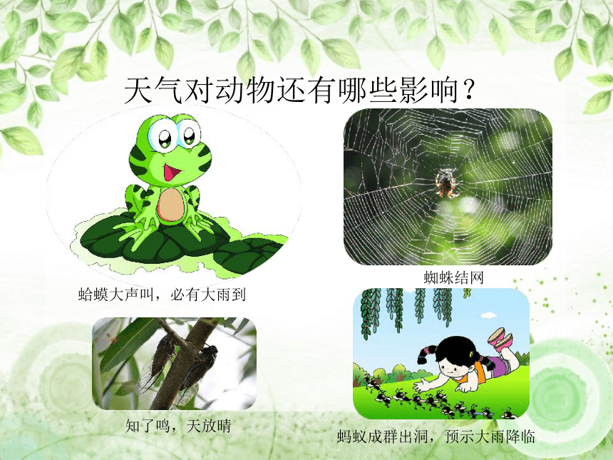 天气变化的动物预兆图片