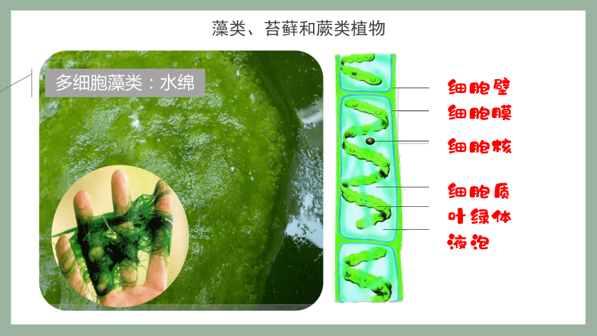 20212022學年人教版七年級生物上冊第三單元第一章第