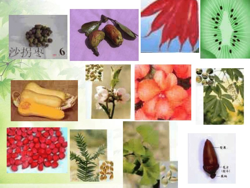 种子植物 课件(共52张PPT)