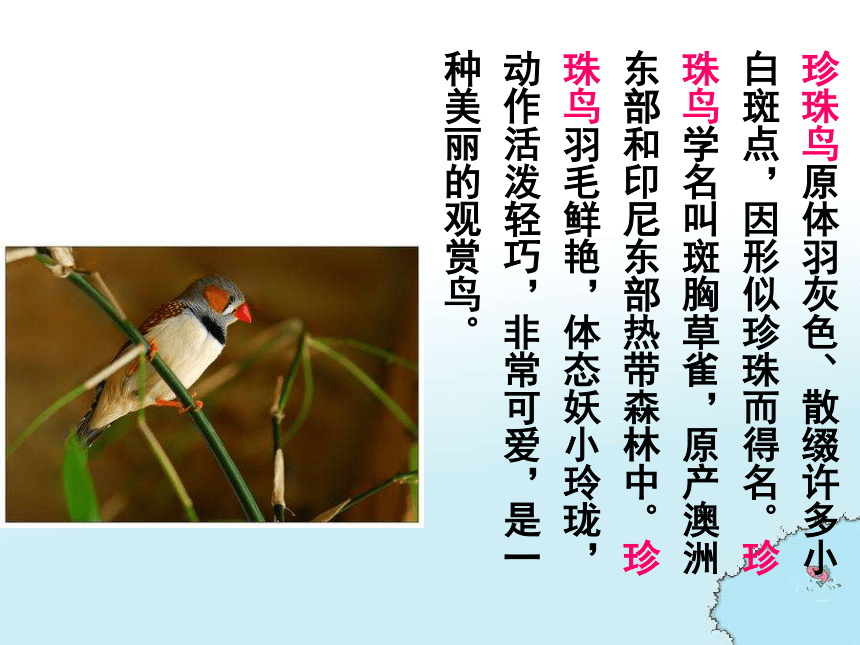 珍珠鸟  课件(共28张PPT)