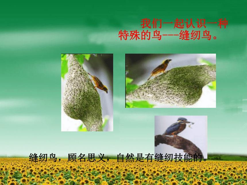 四年级语文上册课件 缝纫鸟 2（北京版）