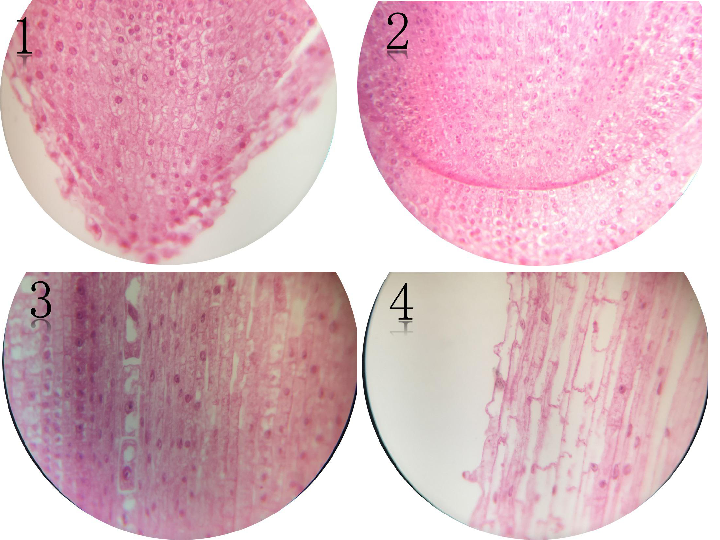 小麦根尖纵切结构图图片