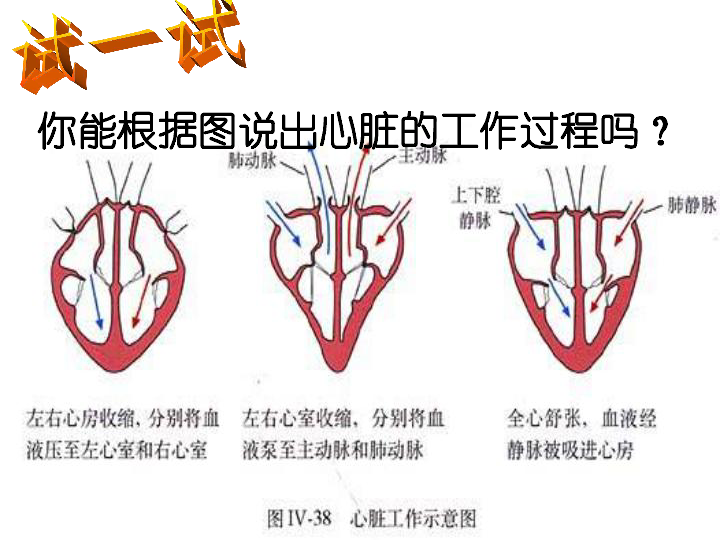 第三节 物质运输的途径 课件（18张PPT）