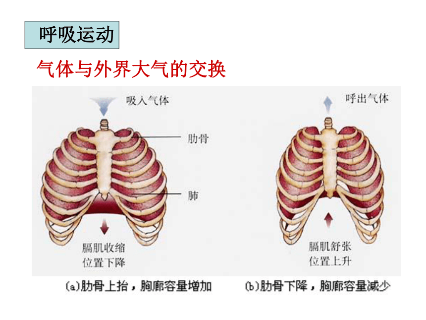 5.2人的呼吸（两课时）