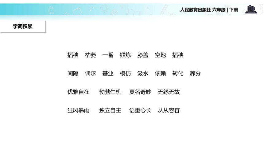 桃花心木课件 (共29张PPT)