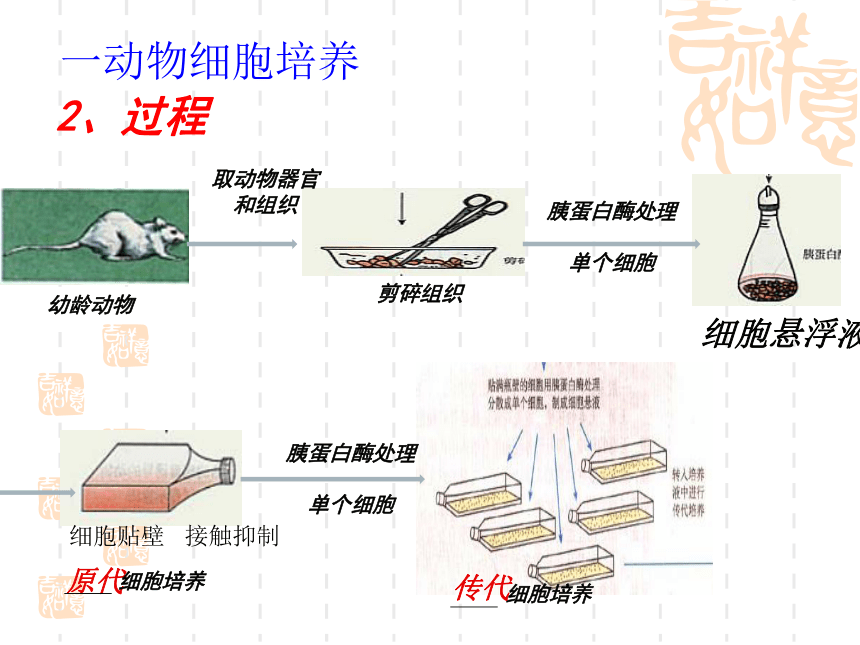 动物细胞培养示意图图片