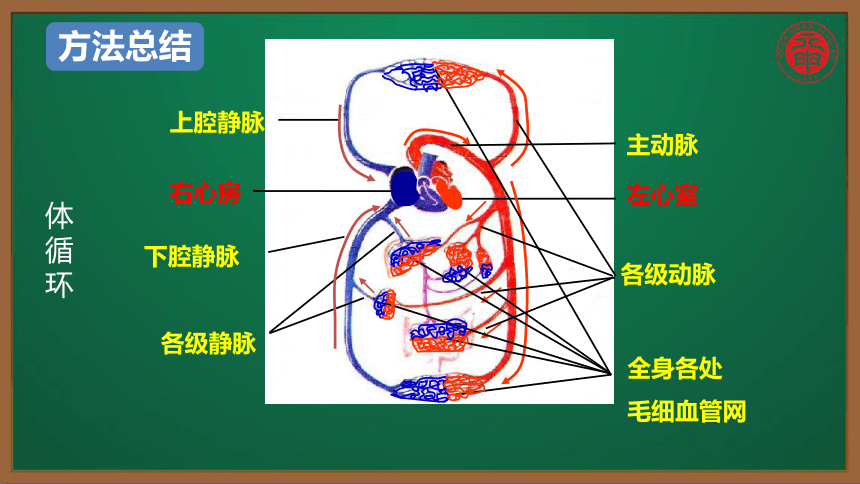 初中生物複習知識點精講課件37血液循環