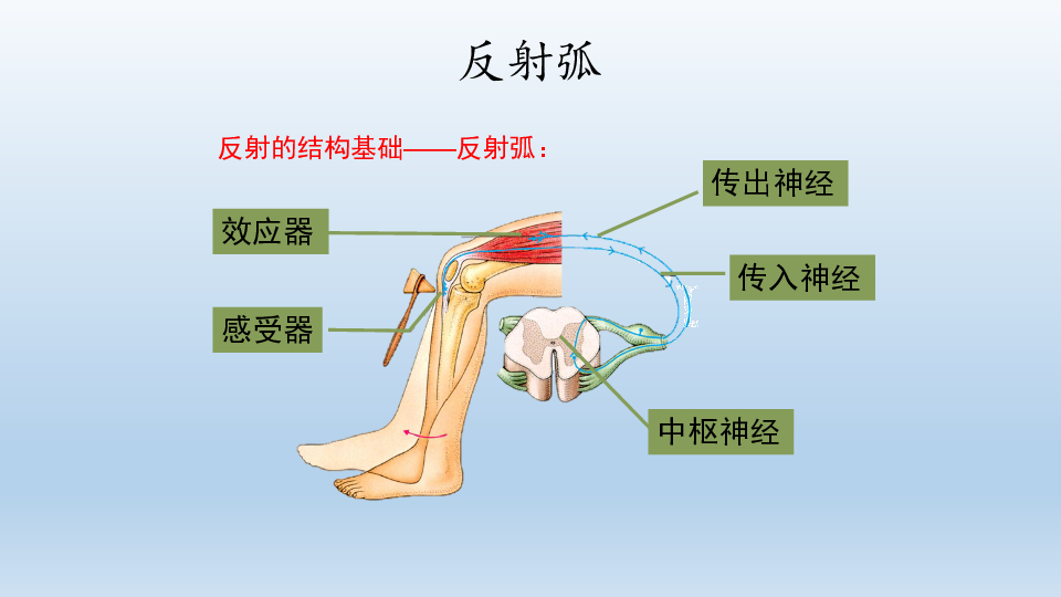 鲁科版初中生物七年级下册4．6．4 激素调节 复习课件（18张PPT）