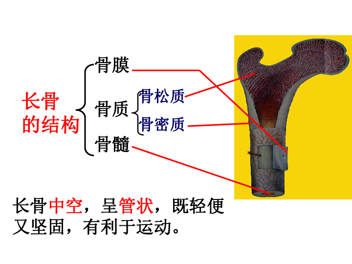 初二生物骨的结构图图片