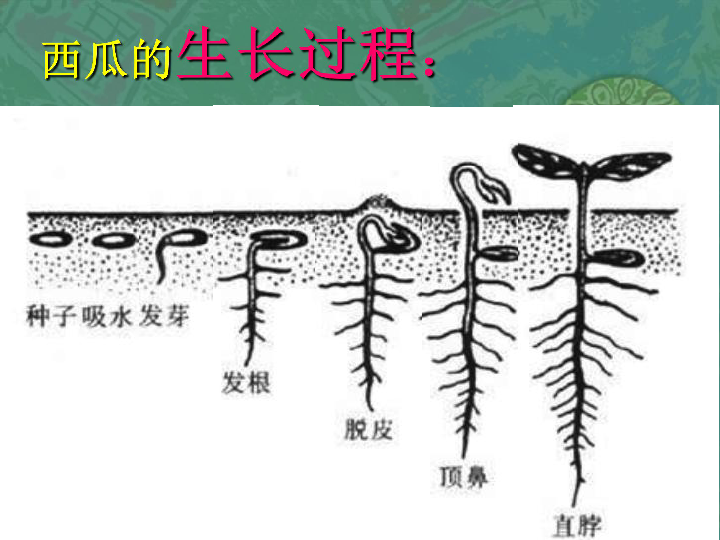 2长呀长 课件（19张幻灯片）