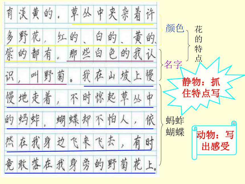 语文三年级上苏教版1.4《习作》课件8