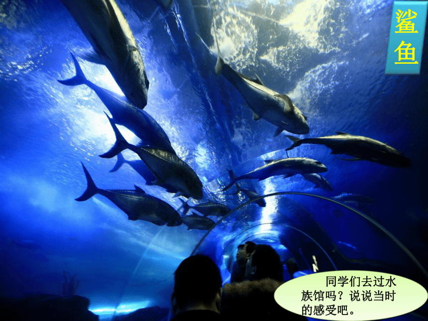 水族馆音乐图谱图片