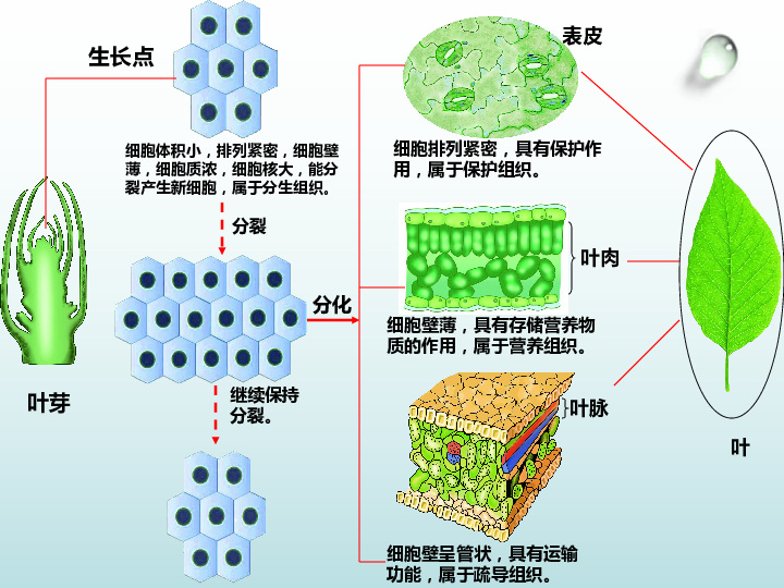 细胞分化形成组织课件(16张ppt)