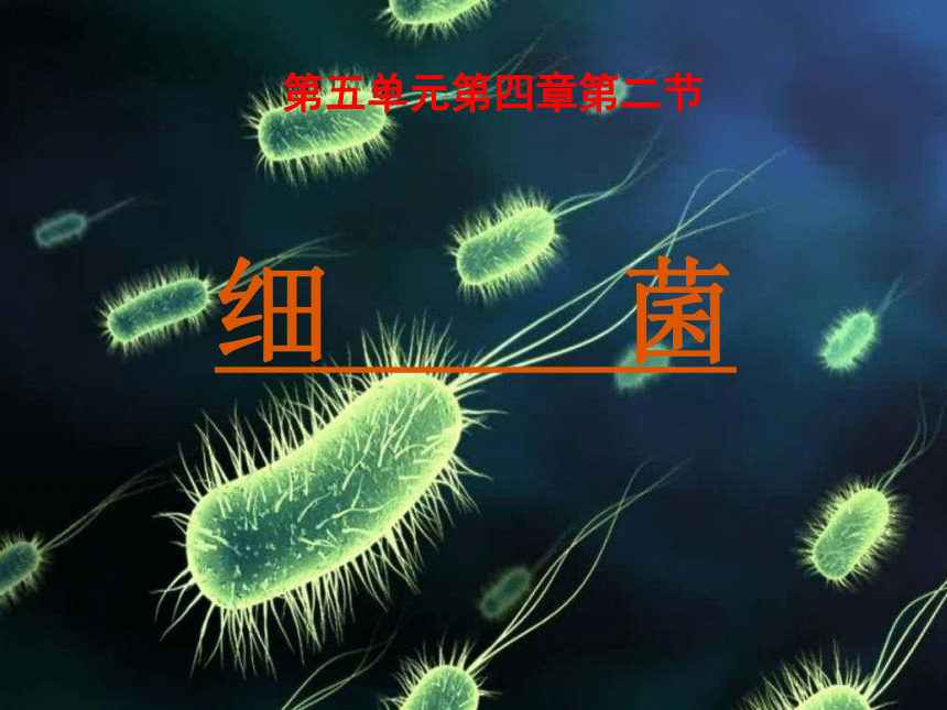 第二节  细菌