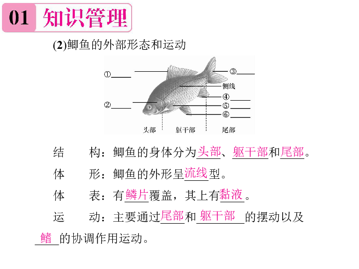 初二生物鱼的思维导图图片