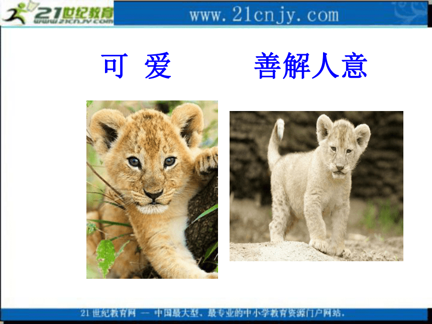五年级语文上册课件 我和狮子 2（北京版）