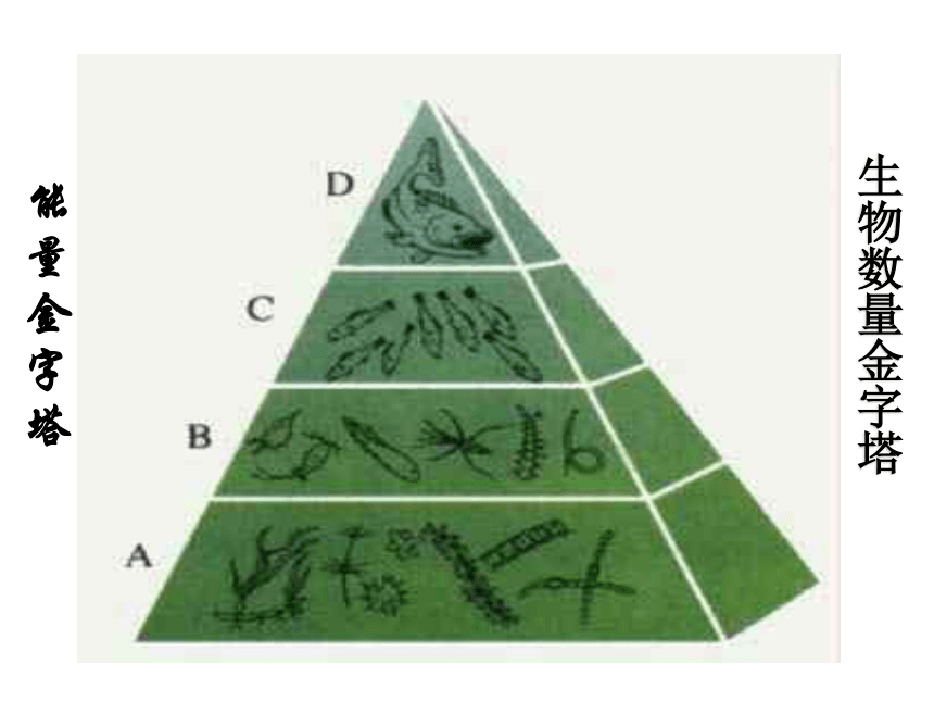 第4节 生态系统的结构和功能（第3课时）