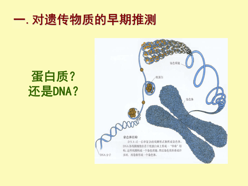 《核酸是遗传物质的证据》课件3 （浙科版必修2）