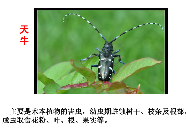 苏科版七下生物　12.2 昆虫 课件（共29张PPT）