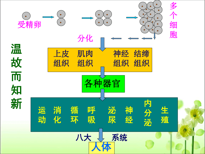 人教版七年级生物 上册 第二单元 第二章 第三节 植物体的结构层次