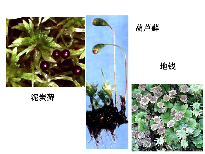 人教版七年级生物3.1.1-藻类、苔藓和蕨类植物课件 (共22张PPT)
