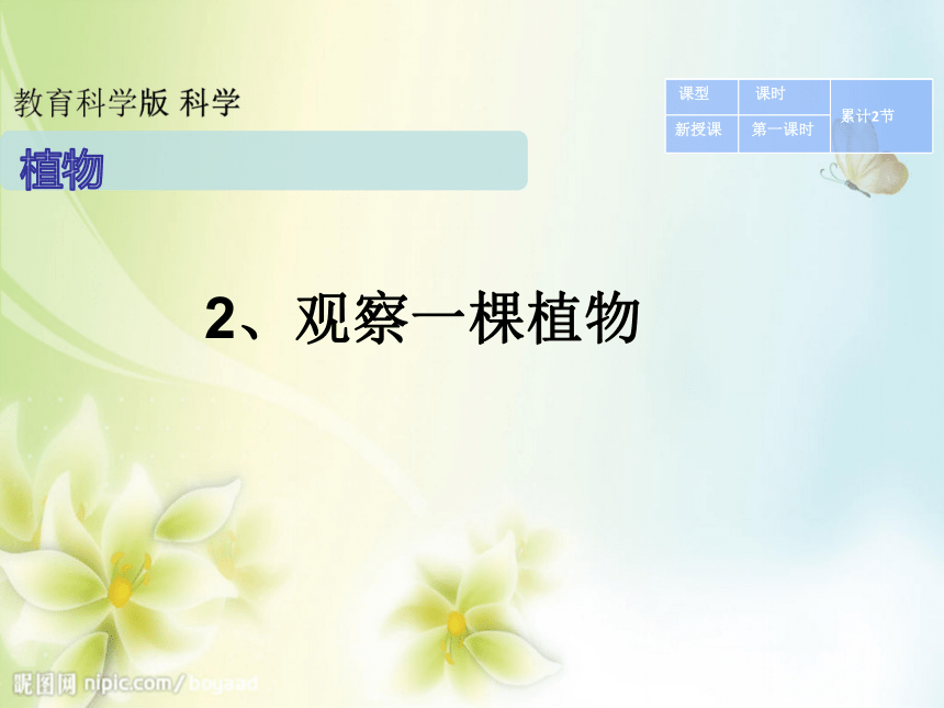 一.2、观察一棵植物   教案  （PPT）