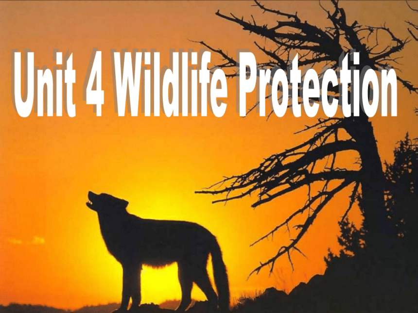 人教版高中英语必修二课件：Unit 4 Wildlife Protection(共20张PPT)