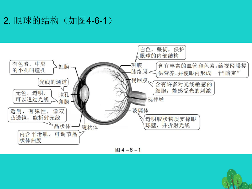 2017年中考生物复习--人体生命活动的调节 课件（53张）