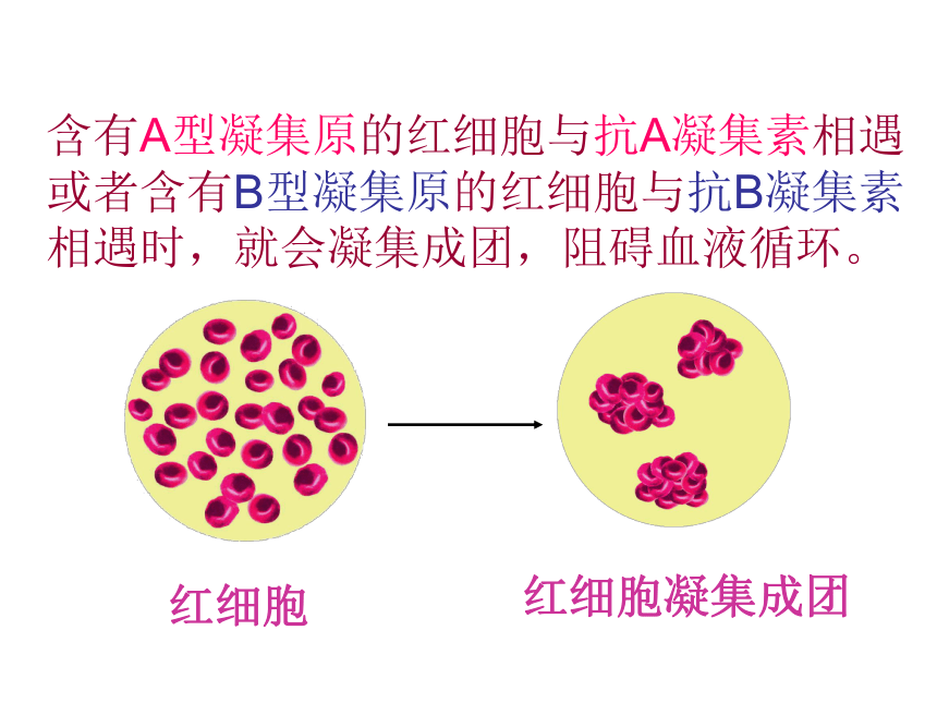 教師原創人教版生物七下444輸血和血型課件22張ppt